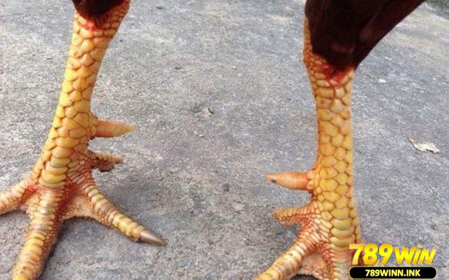 Vảy phủ địa - Dấu hiệu nhận biết chiến kê dũng mãnh 4 Vảy ngũ quý phủ địa rất quý hiếm